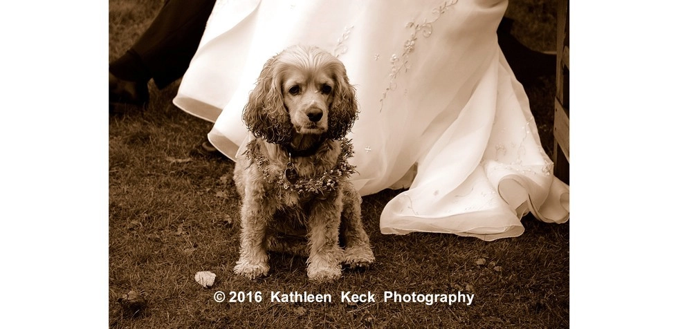 A small dog sits at the base of the brides skirts.