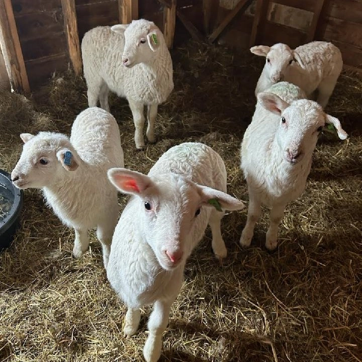 Four fluffy white baby sheep enjoying their straw bedding in the barn.