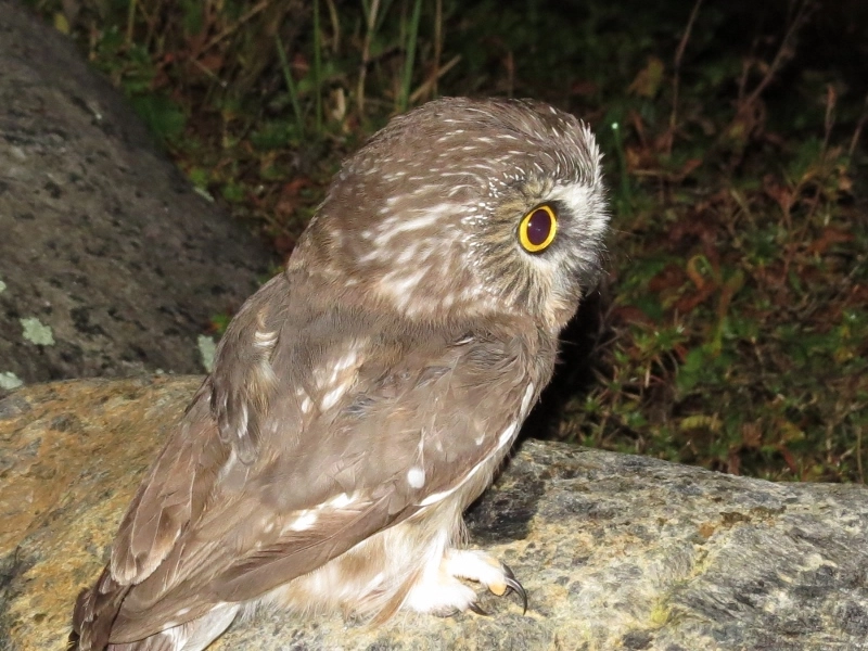 Northern Saw-whet Owl