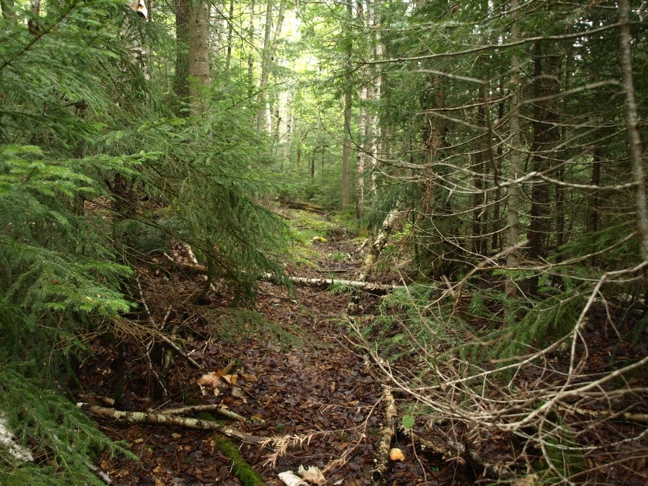Old Trail