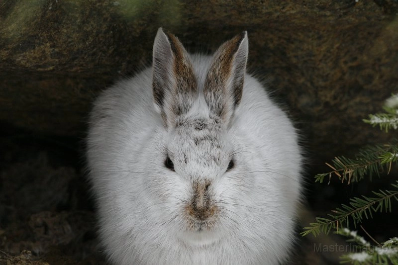Snowshoe hare winter