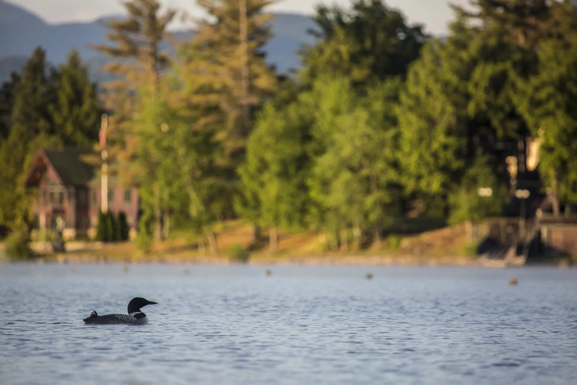 A loon swimming across a pond during the fall.