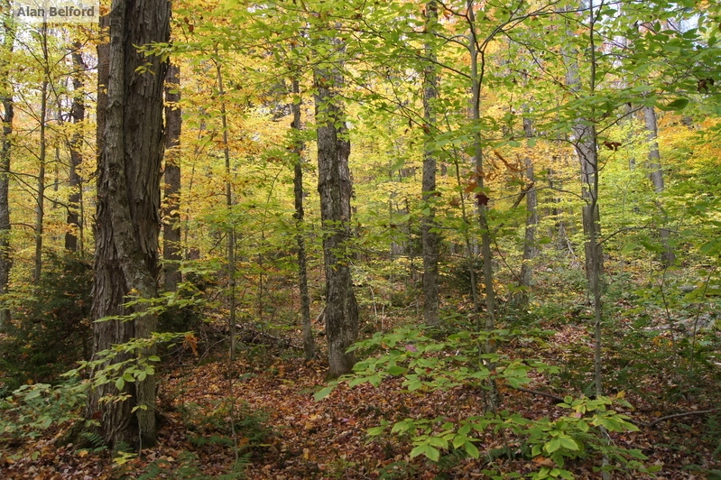 beech forest