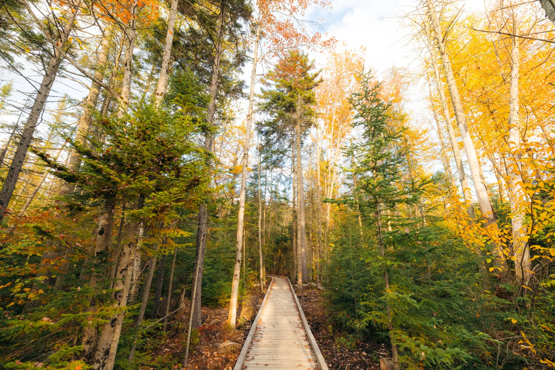 A new boardwalk along the Cobble Hill trail.