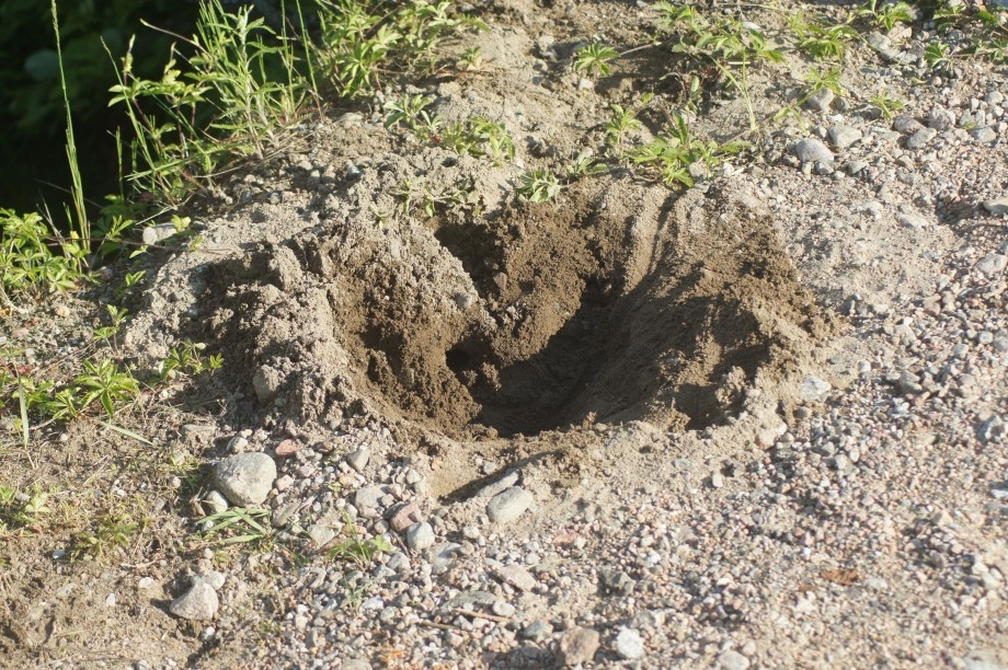 Turtle nest hole