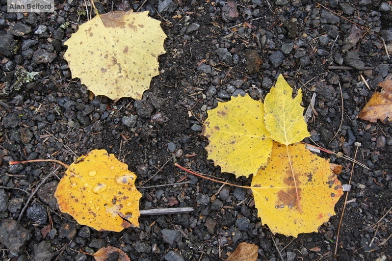 big-tooth aspen