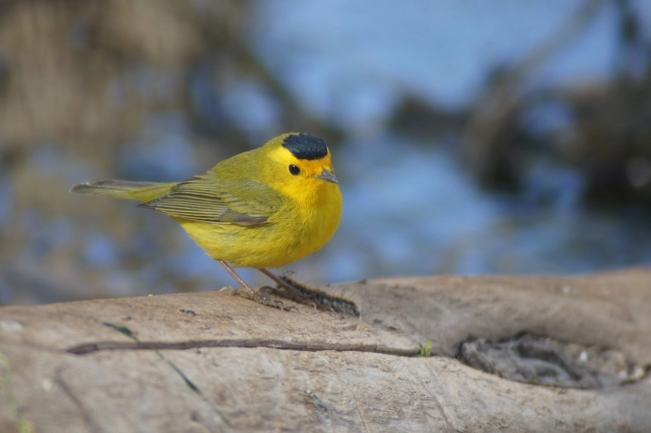 wilson's Warbler Arizona