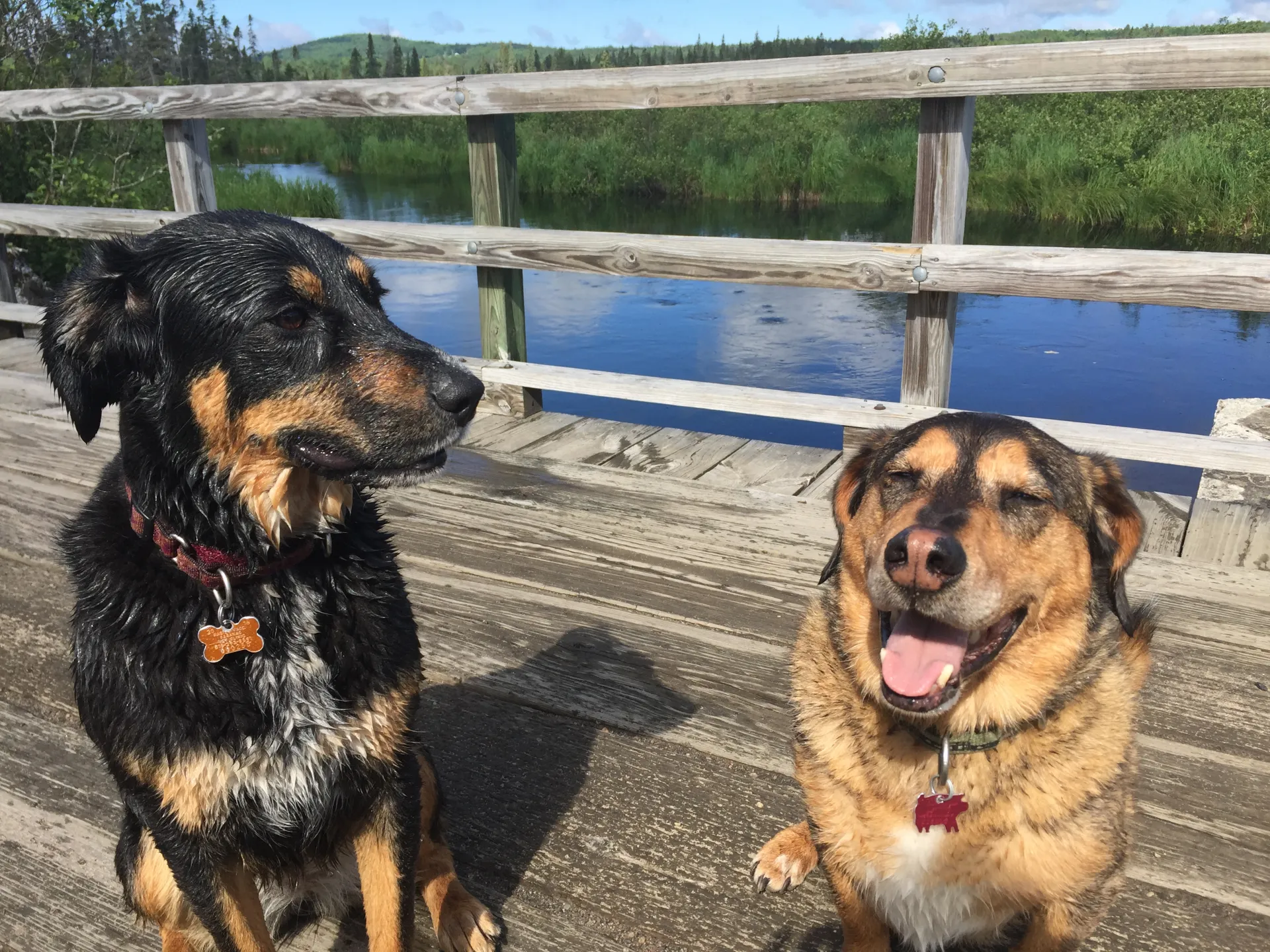 Bloomingdale Bog is the trail the dogs would pick.