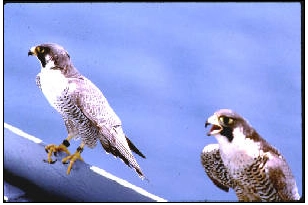 peregrine falcons