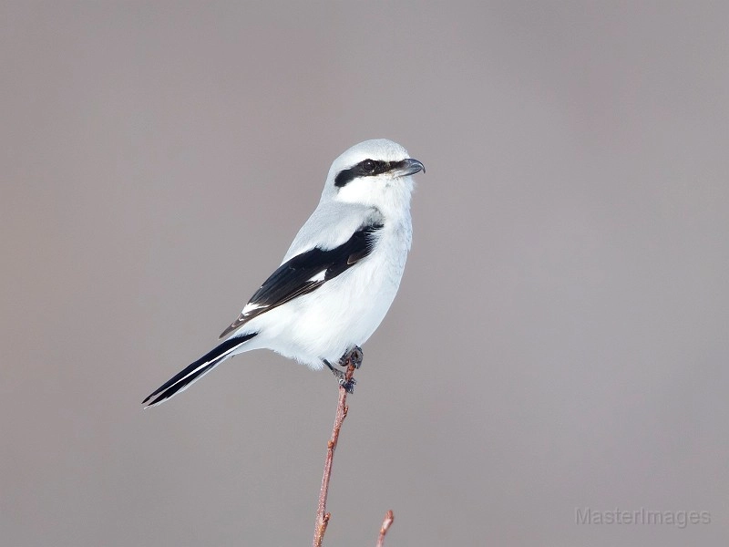 northern shrike Larry