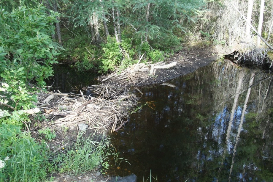 beaver dam - Bloomingdale Bog