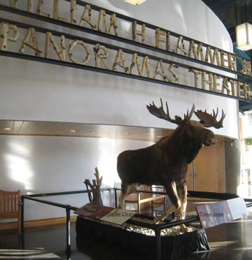 Wild Center Moose