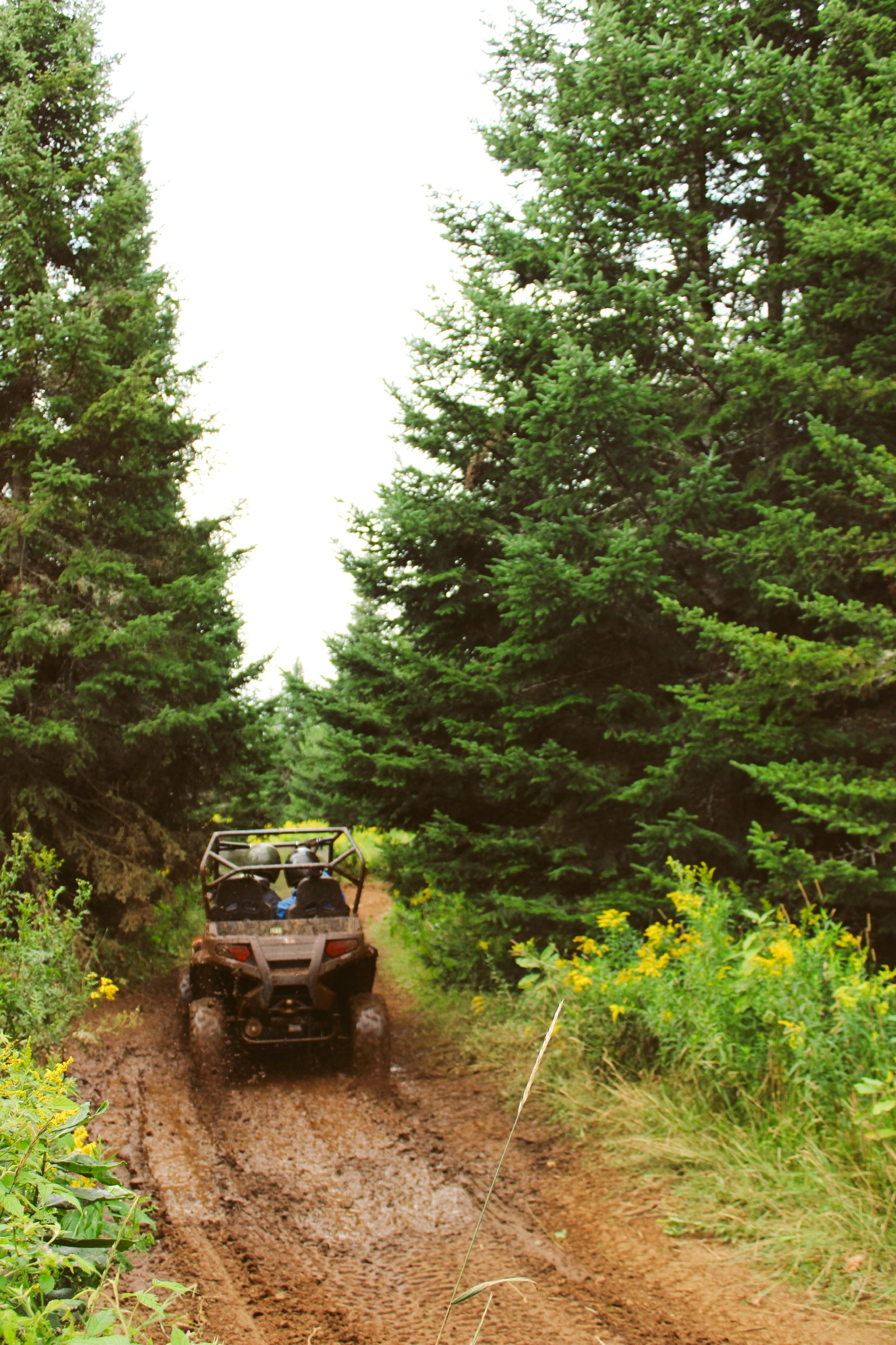 Early spring rides in a UTV on a muddy path with wild flowers and pine trees on either side 