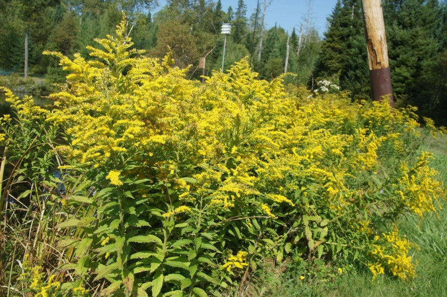 Goldenrod