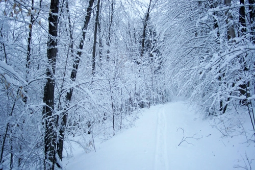 Jackrabbit Trail in Lake Placid NY