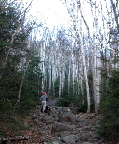 white birch trees on Wright