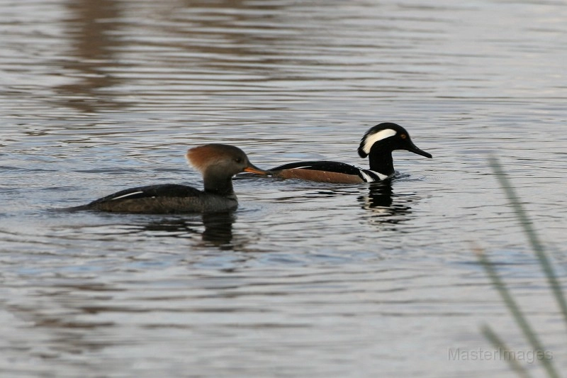 Hooded Mergansers Larry