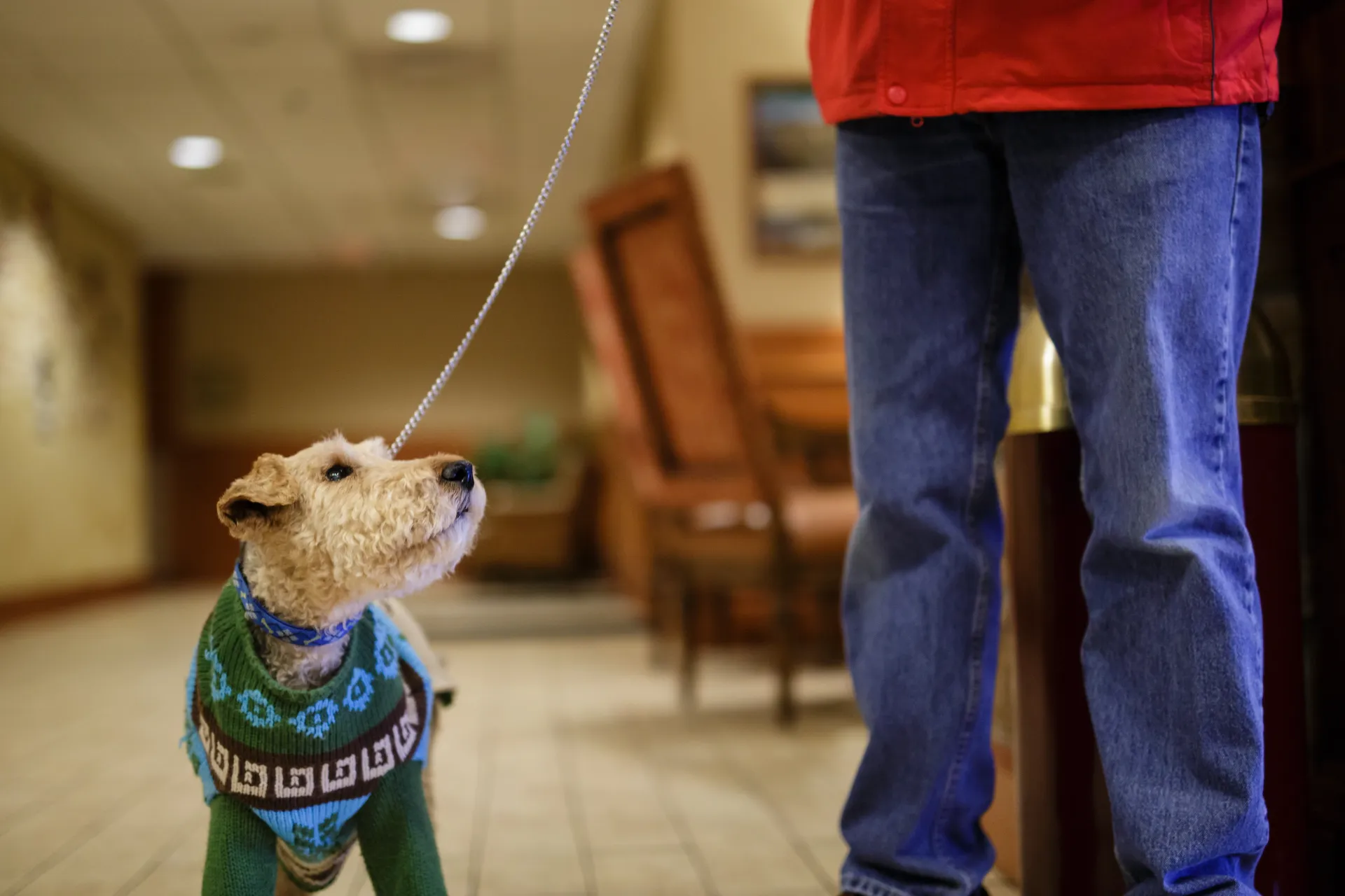 Small dog in sweater on leash looking up at person in jeans and red jacket inside hotel lobby