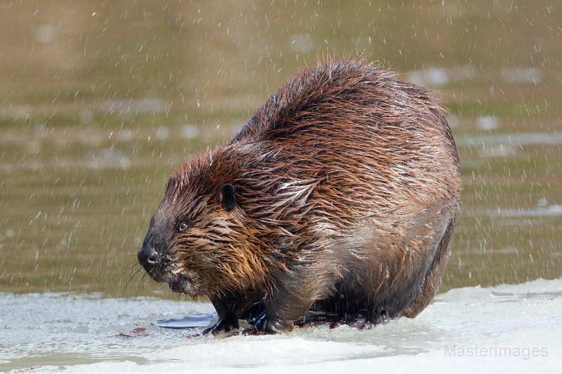 beaver Larry