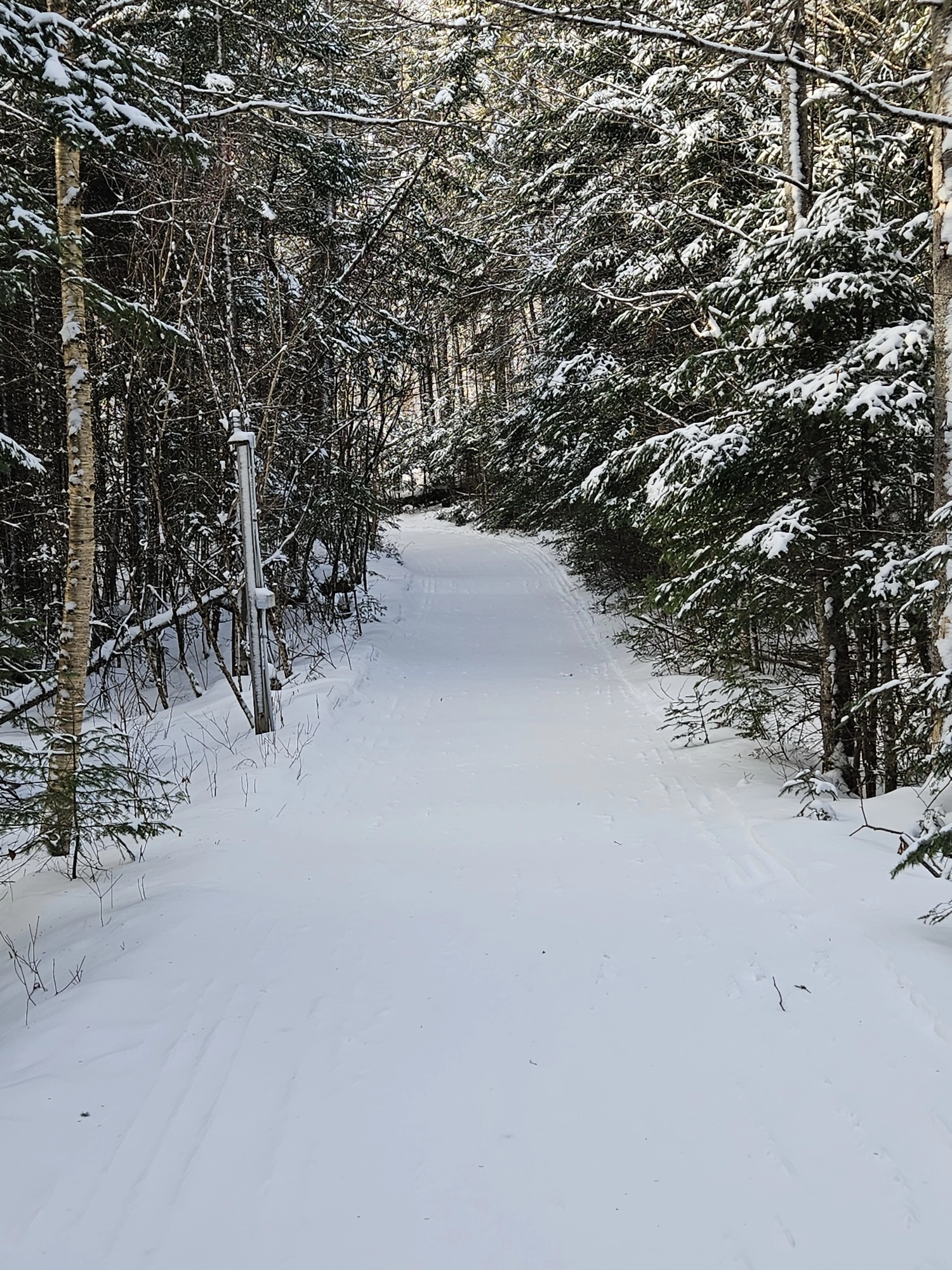 Vertical image of snowy cross-country trail into the woods