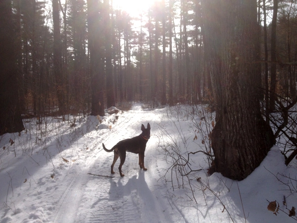 Snowmobile trail run