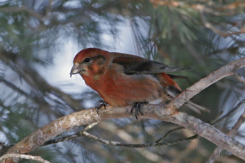 Red Crossbill Larry