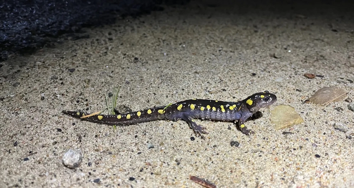 A spotted salamander with yellow spots crawls across light brown sand at night.
