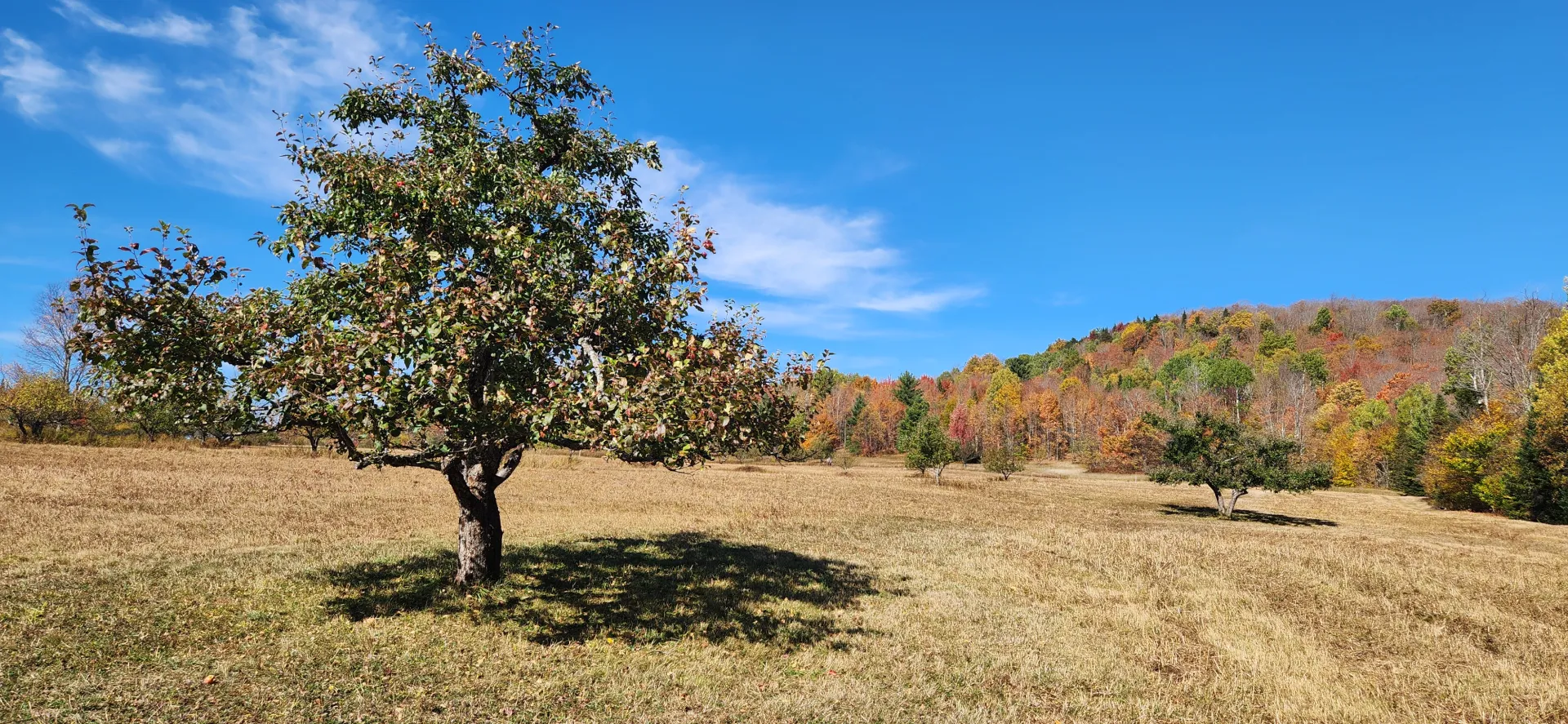 John Brown Farm Apple Tree in the fall