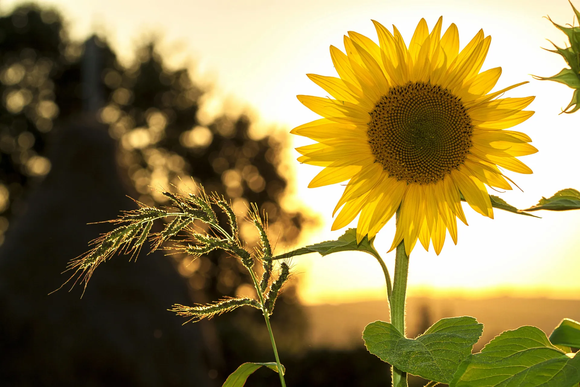 Stock image of sunflower and long stem of green grass against a golden sunset