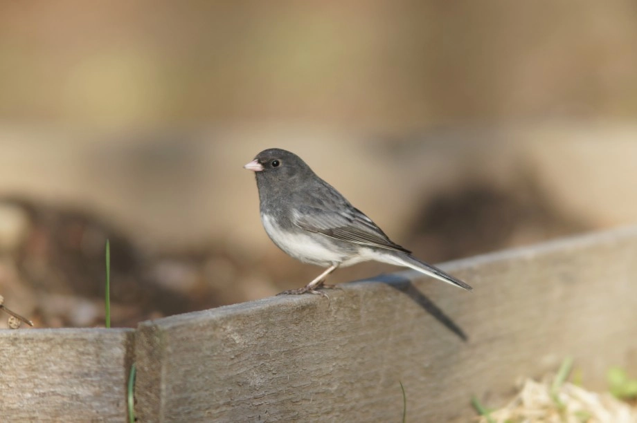 junco home