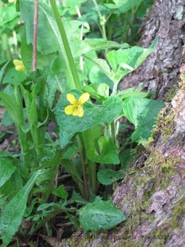 Adirondack spring flowers