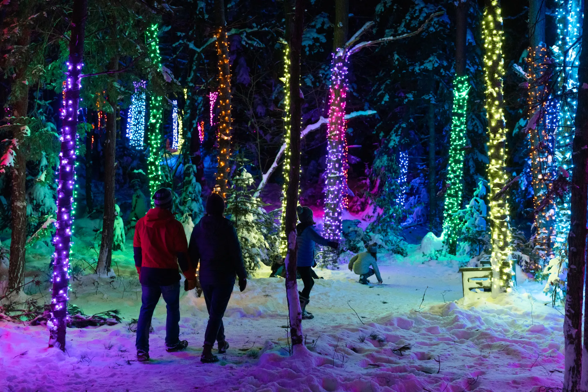 Wild Lights