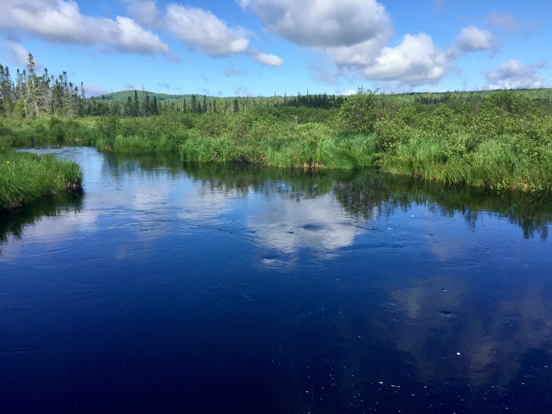 The Bloomingdale Bog trail during the summer
