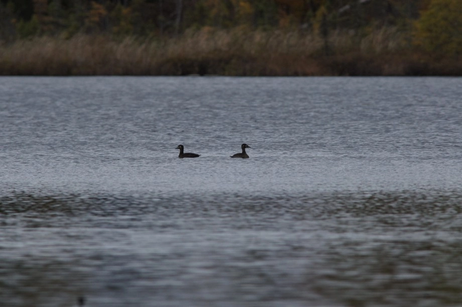 surf scoters Lake colby