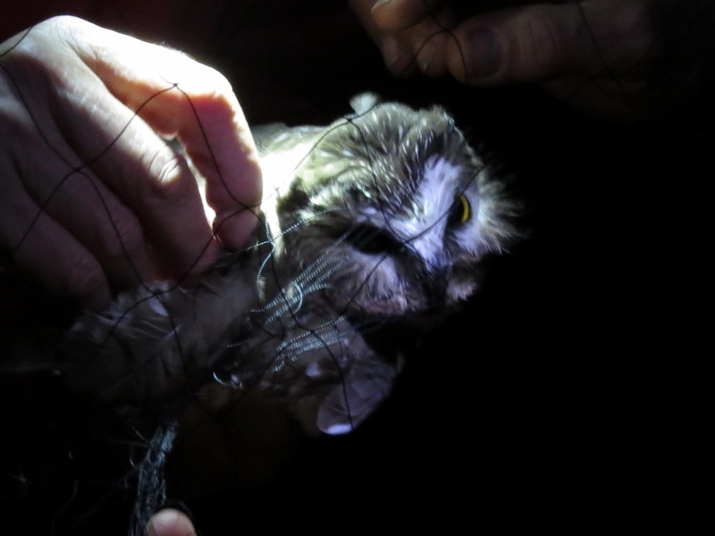 Northern Saw-whet Owl in mist net