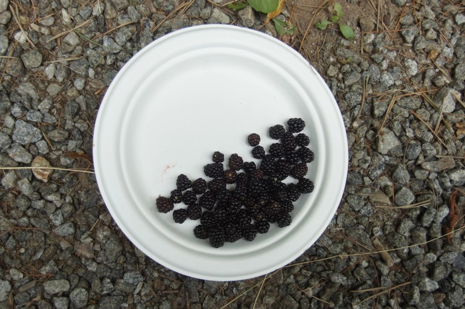 Blackberries