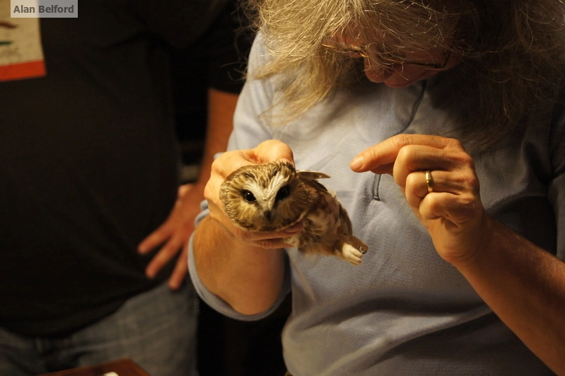 saw-whet owl banding