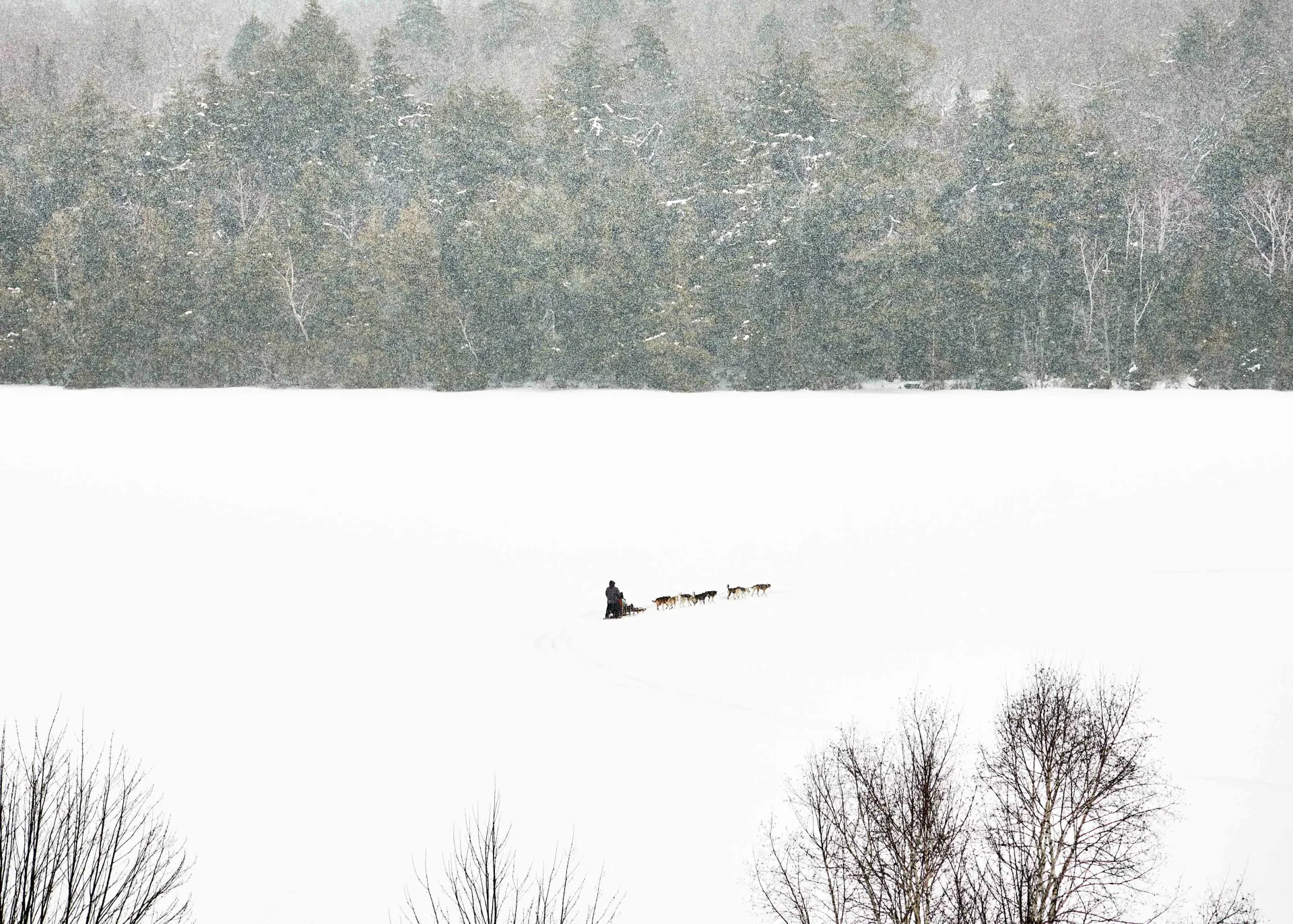 Dog sled on Mirror Lake visible from the lounge at Laurel Lake Placid.