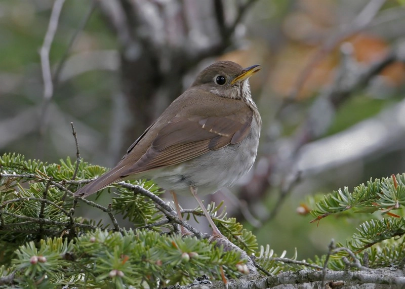 bicknell's thrush - Larry
