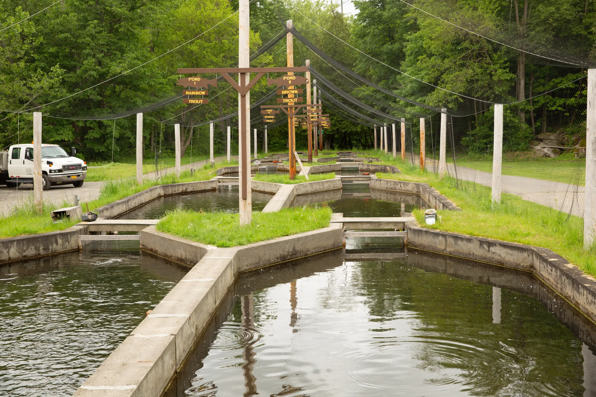 Here's where the baby fish get exposed to more natural environments.