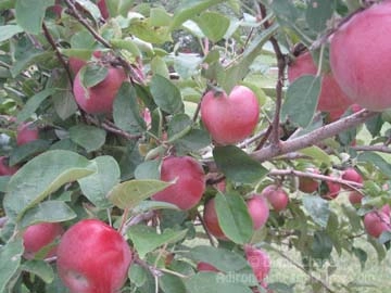 applejacks orchard apple tree