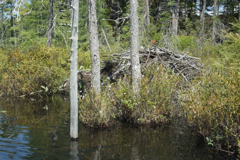 Beaver lodge Massawepie