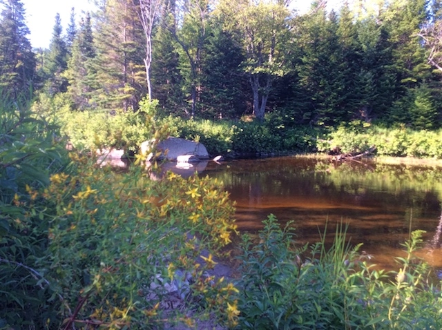 The other side of Route 86 at the end of River Road with a golden clump of St. John's wort in the foreground.