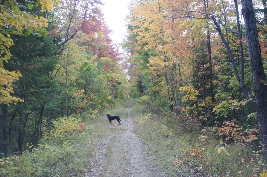Bloomingdale Bog Fall