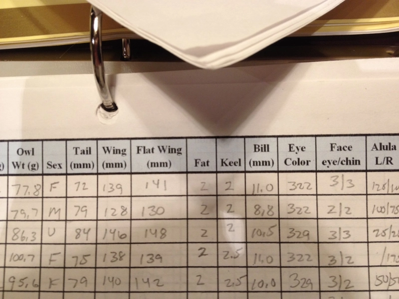 Northern Saw-whet Owl banding data