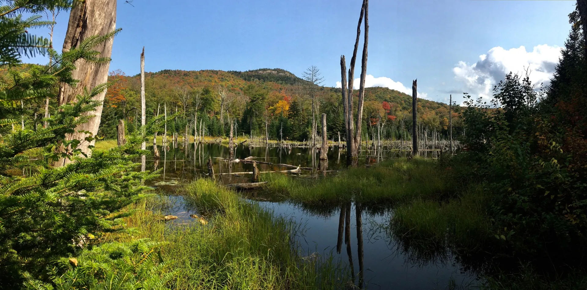 View of a marsh from the trail