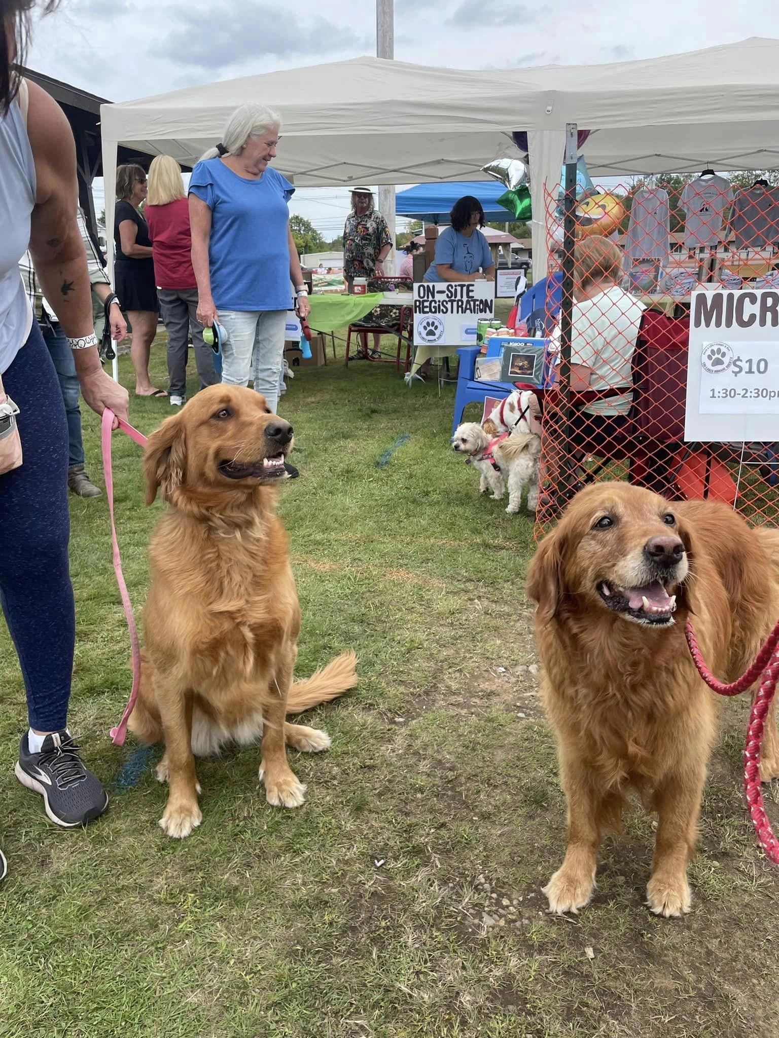 Two golden retrievers enjoy Bark in the Park.