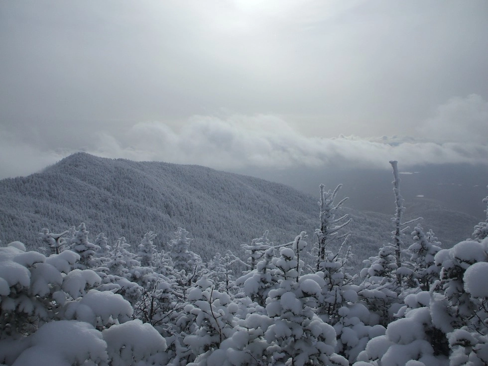 Snowy mountains and spruce trees