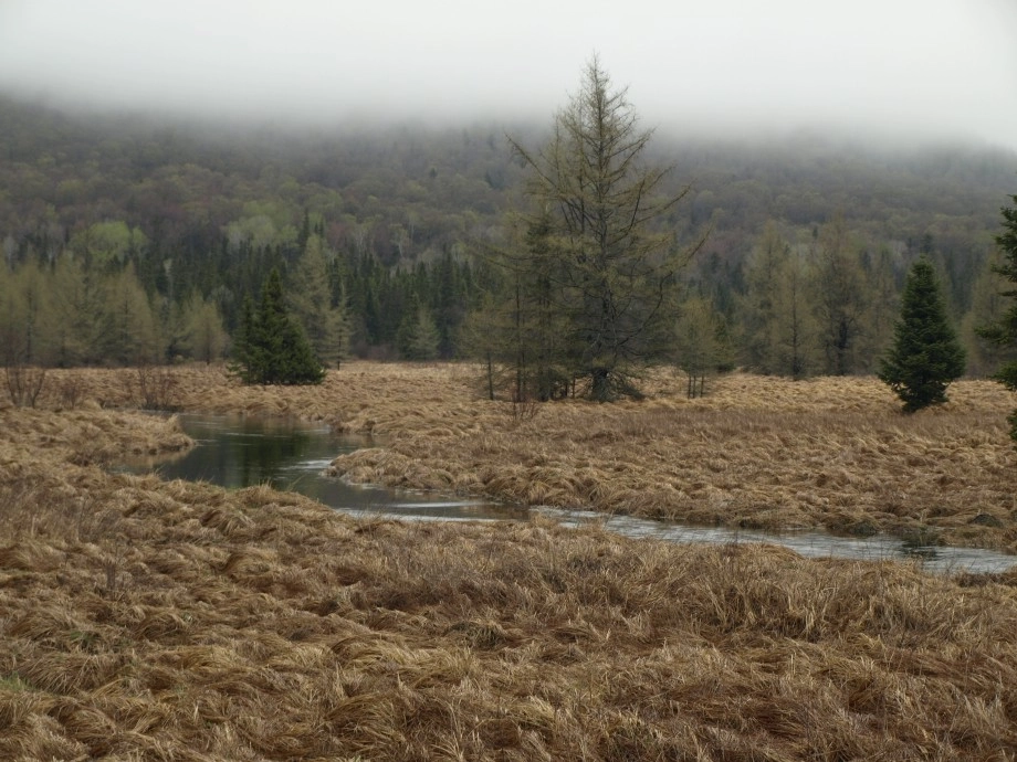 South Meadow