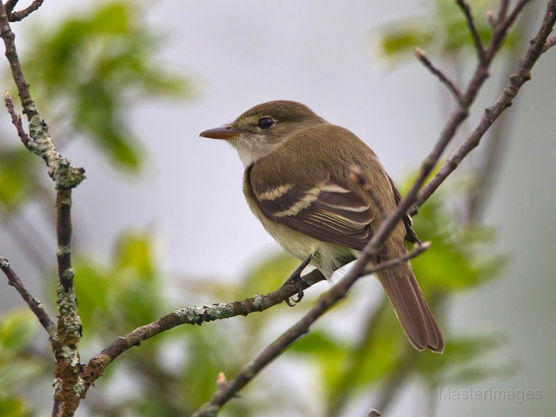 Alder Flycatcher - Larry